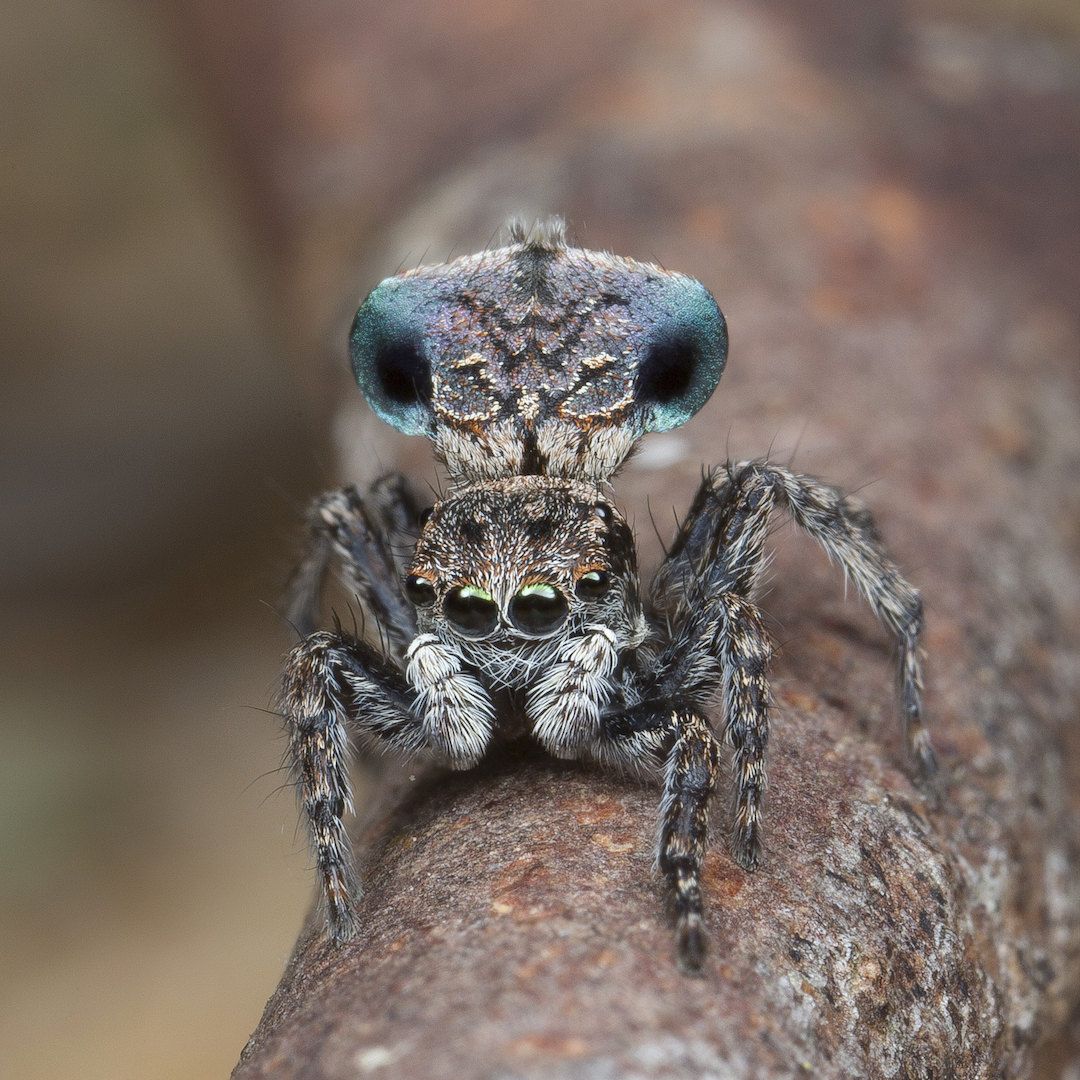 Maratus sapphirus.