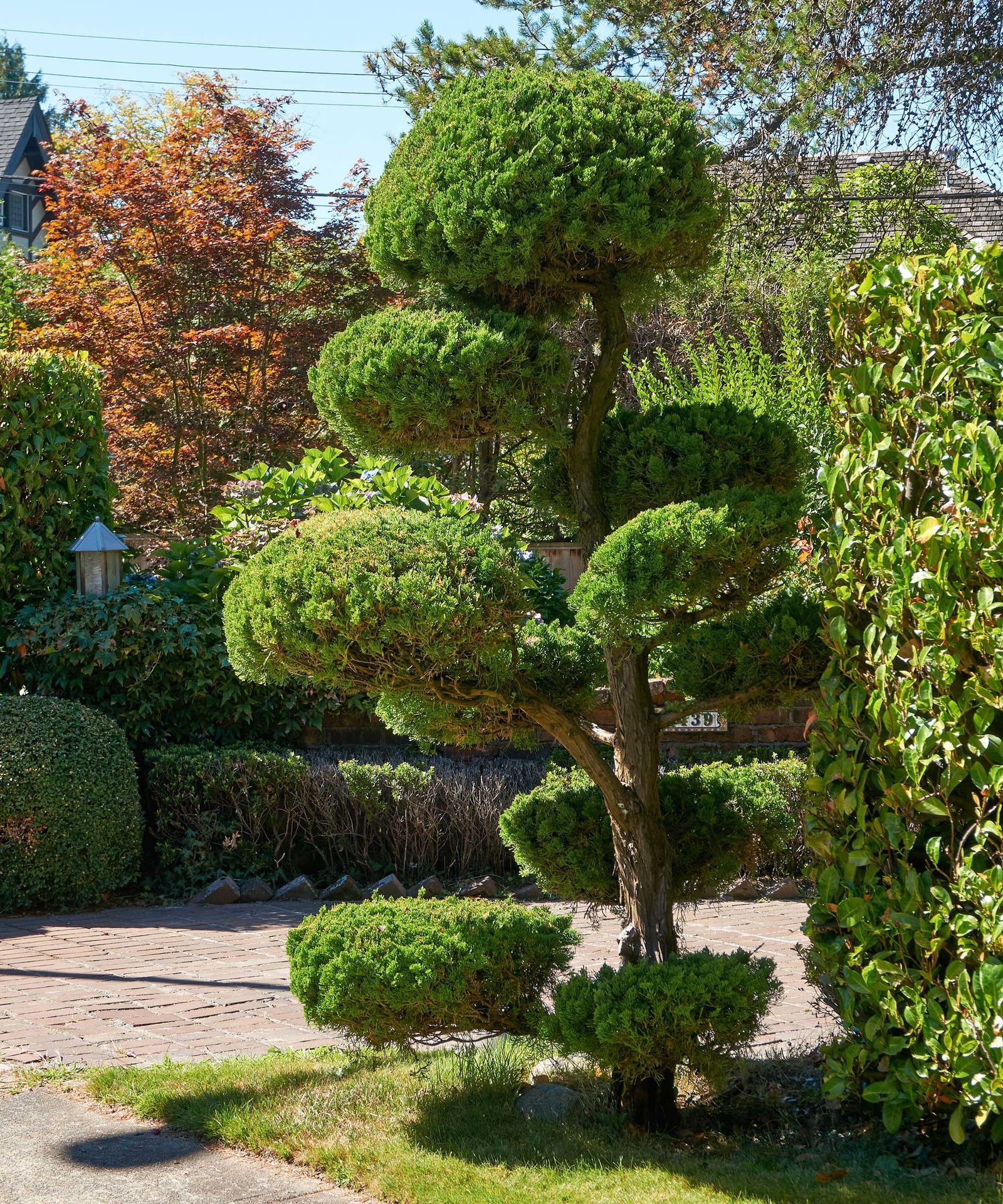 What is cloud pruning, and how can you try it at home? | Gardeningetc