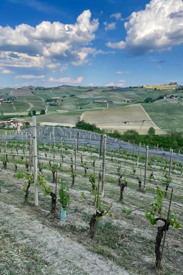 early May 2022 in Cannubi, Barolo