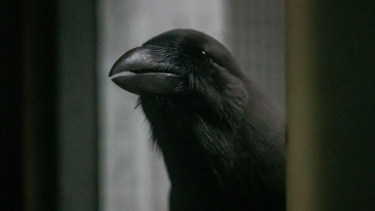a close-up of a Hawaiian crow