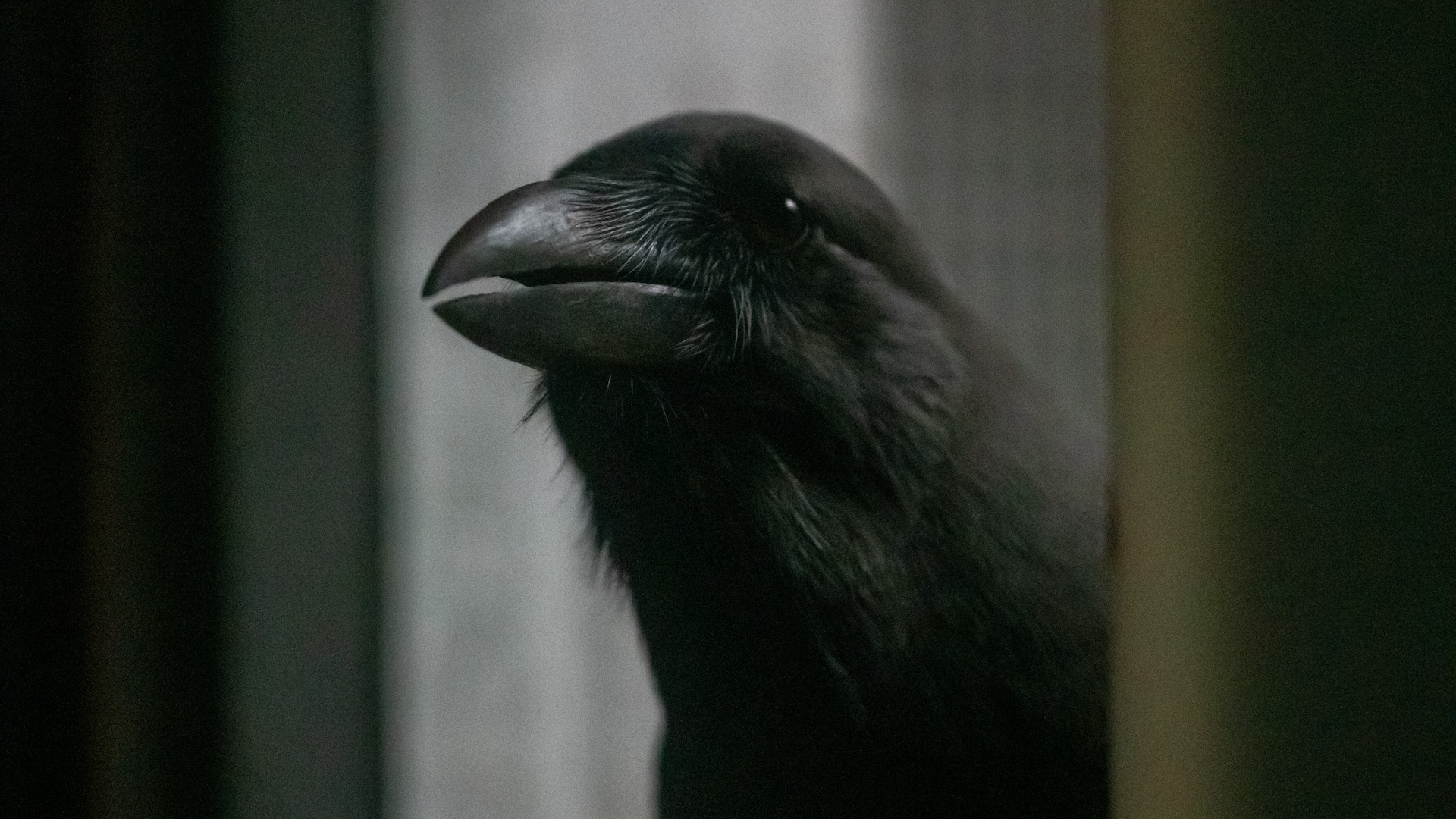 a close-up of a Hawaiian crow