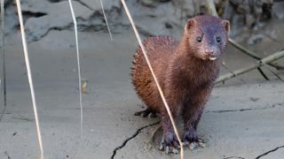 A mink