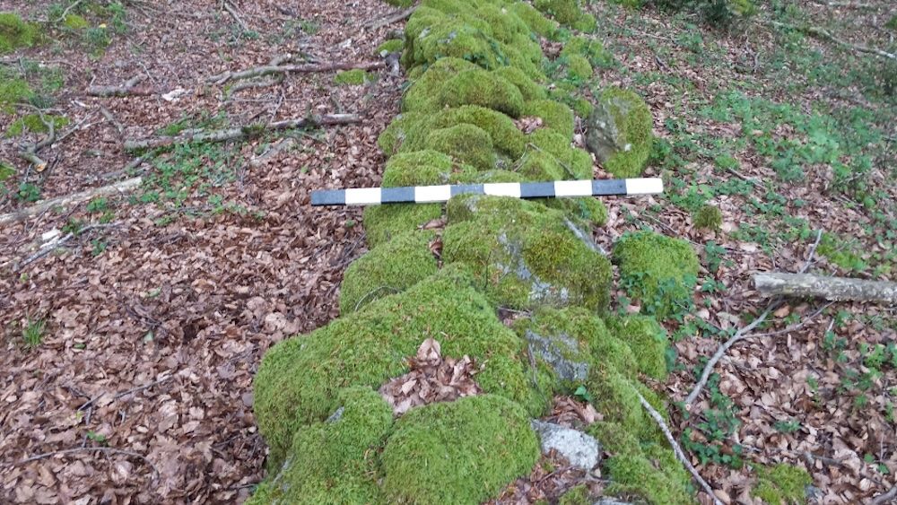 A moss-coated stone wall in a forest