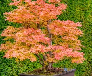 Orange and red foliage of an old Japanese maple bonsai tree, Acer palmatum 'Deshojo'