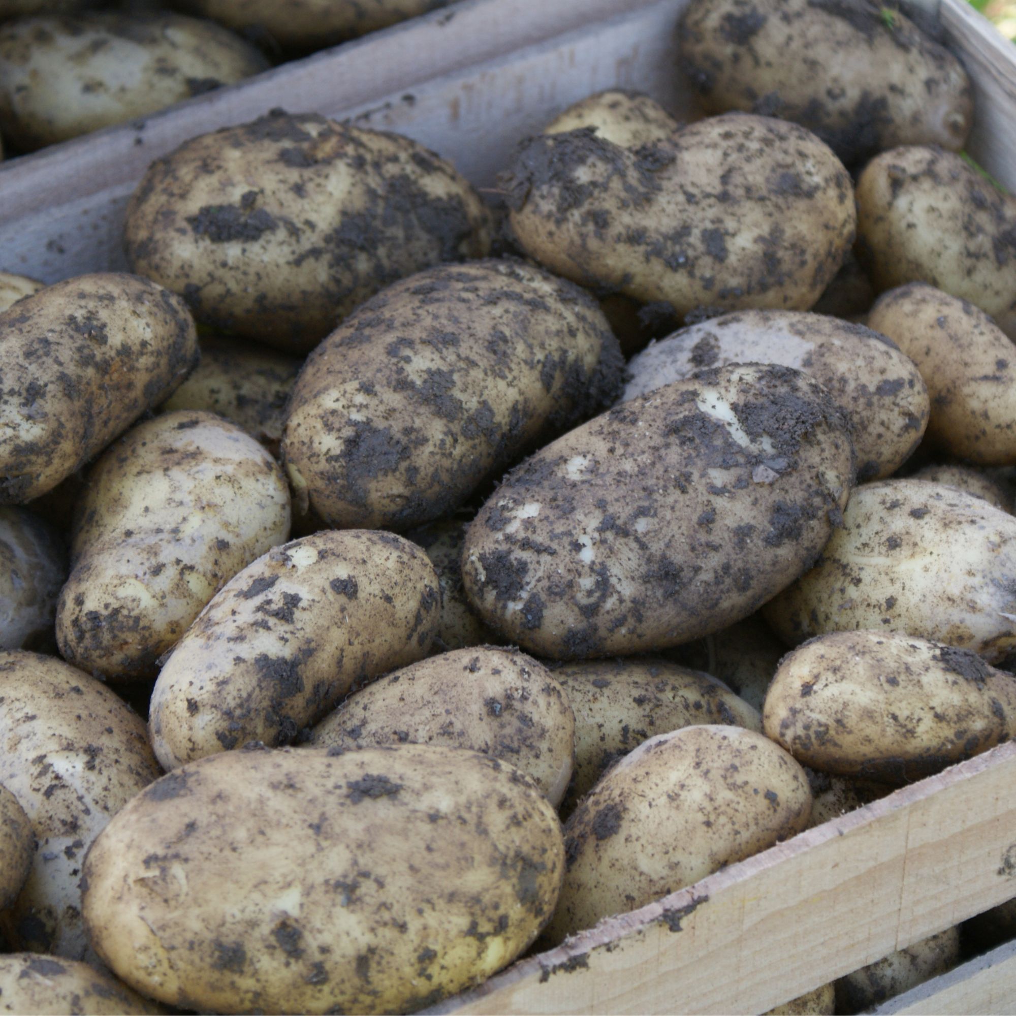 Freshly harvested potatoes in wooden crate