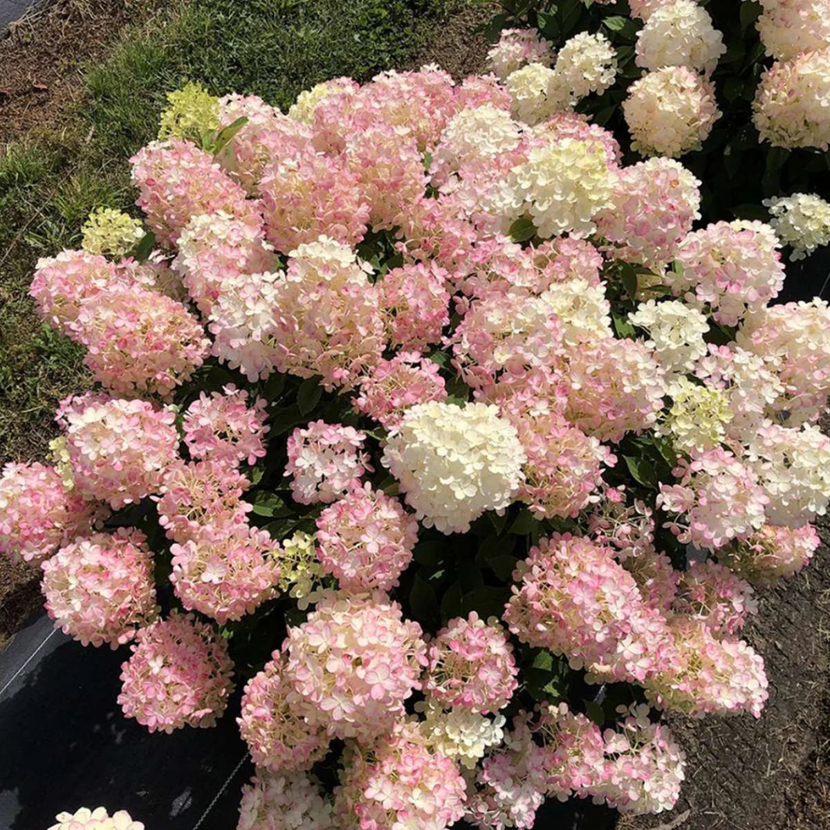 Hydrangea tree