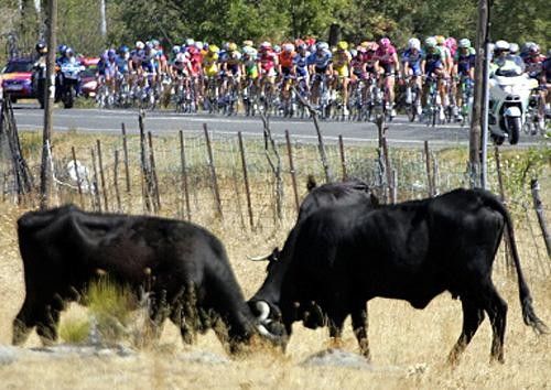 What a load of bull