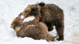 Two bear cubs playing in snow