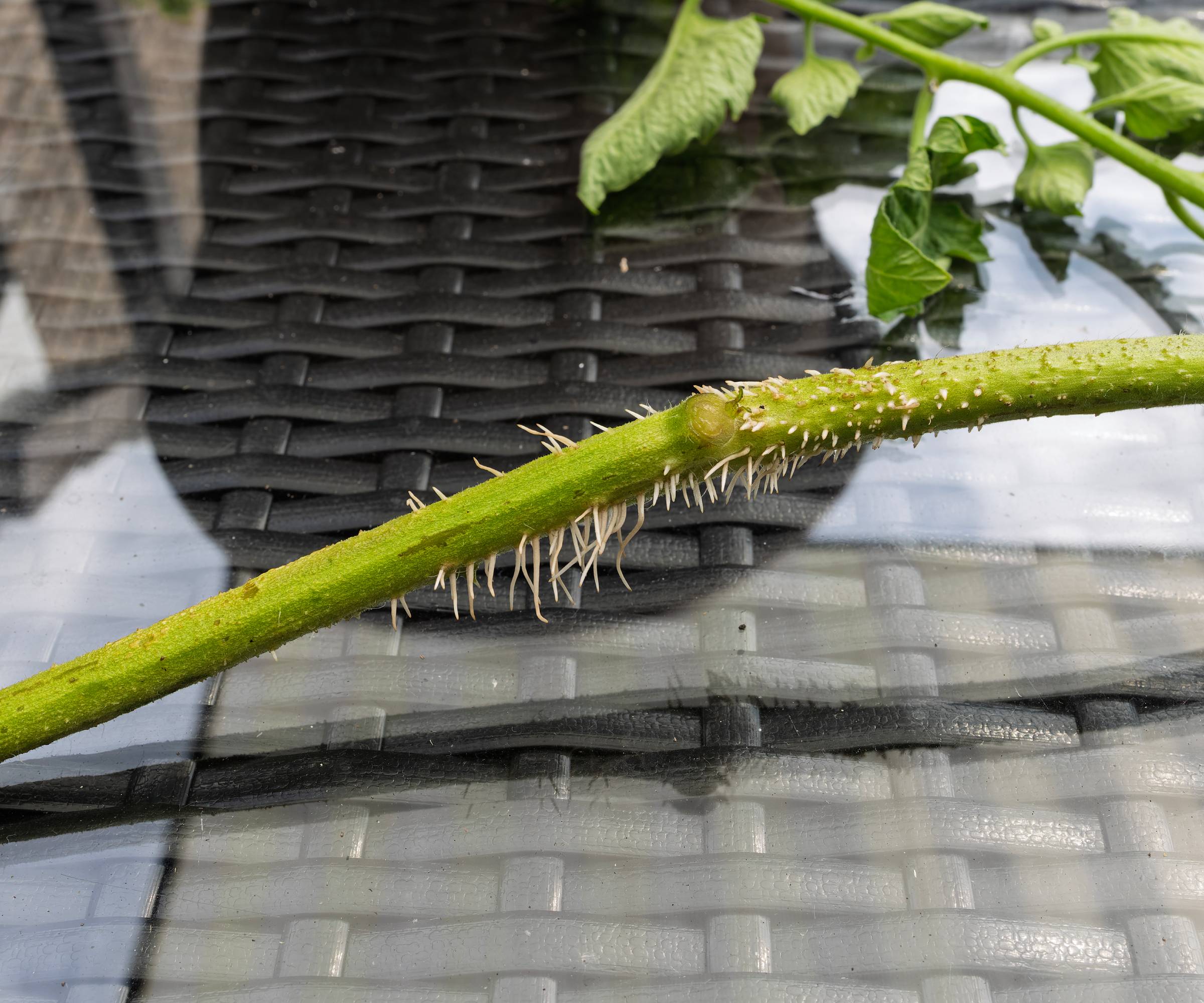 roots growing from a tomato cutting