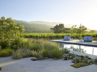 pool landscaping ideas: swimming pool surrounded by a vineyard