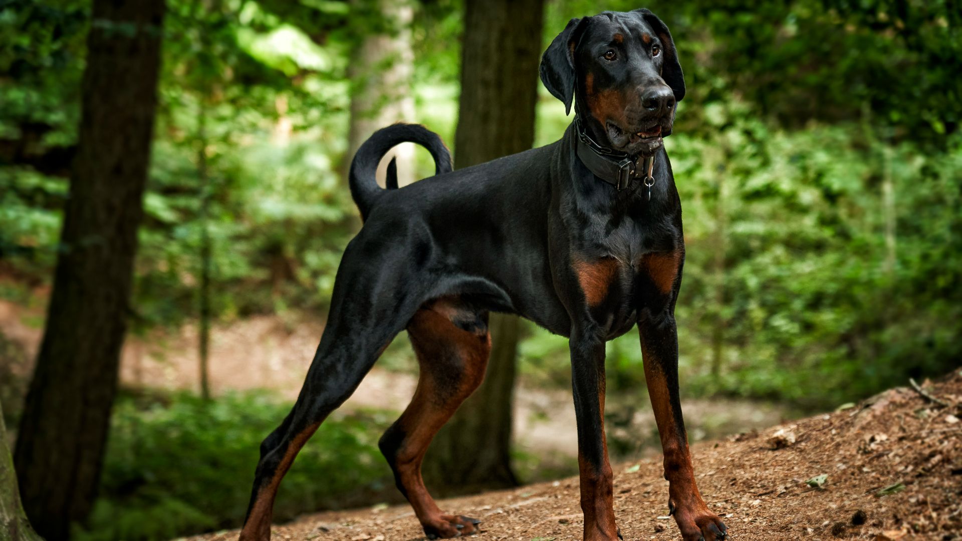 European Doberman