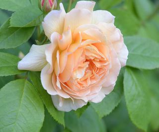 close-up of 'Just Joey' rose