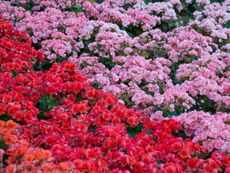 Field Of Red And Pink Flowers