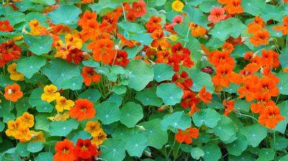 Image of Scarlet runner beans and nasturtium companion planting