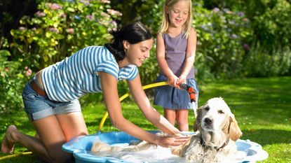 paddling pool for dogs