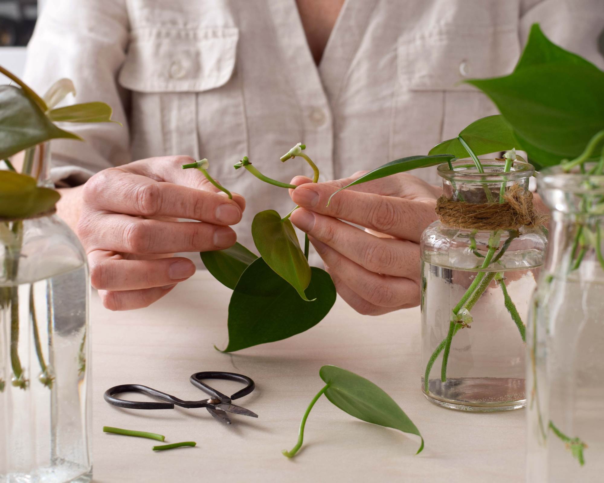 Woman showing nodes of plant she is propagating
