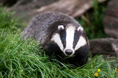 A badger found millennia-old remains in Ireland.