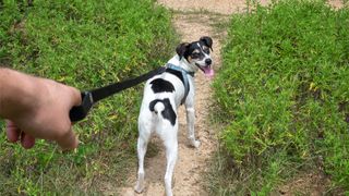 Walker point of view of dog on leash