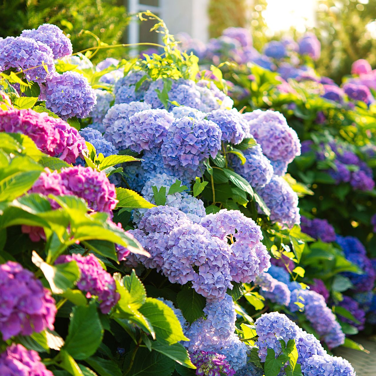 mixed hydrangeas with golden ratio in garden border