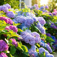 mixed hydrangeas with golden ratio in garden border