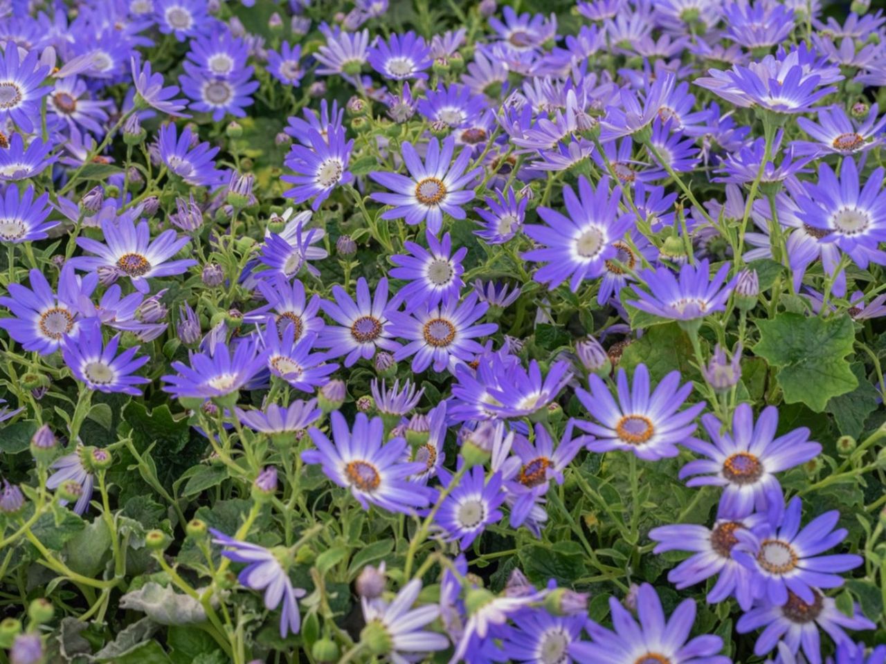 Blue Daisy Plants