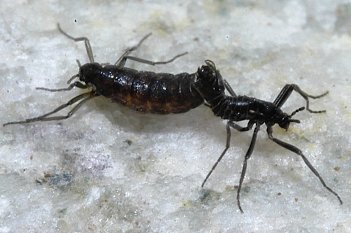 Интересные факты о насекомых: Belgica antarctica (Photo: livescience.com)  