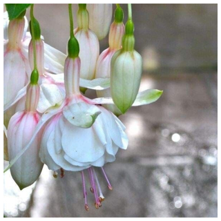 A close-up of a live white fuchsia flower from Amazon