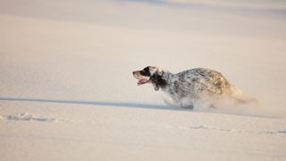 Setter running in snow