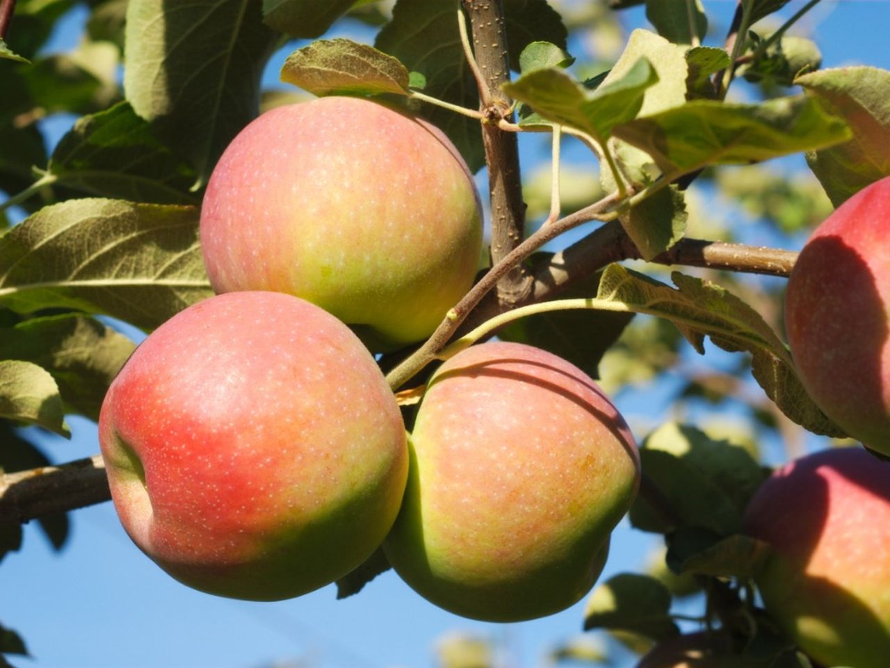 Paula Red Apple Trees