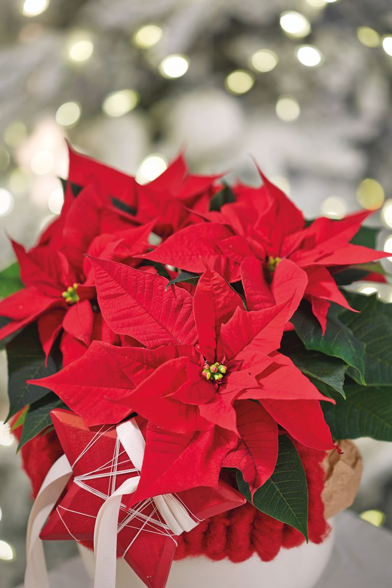 Why are my poinsettia leaves turning yellow? Homes & Gardens