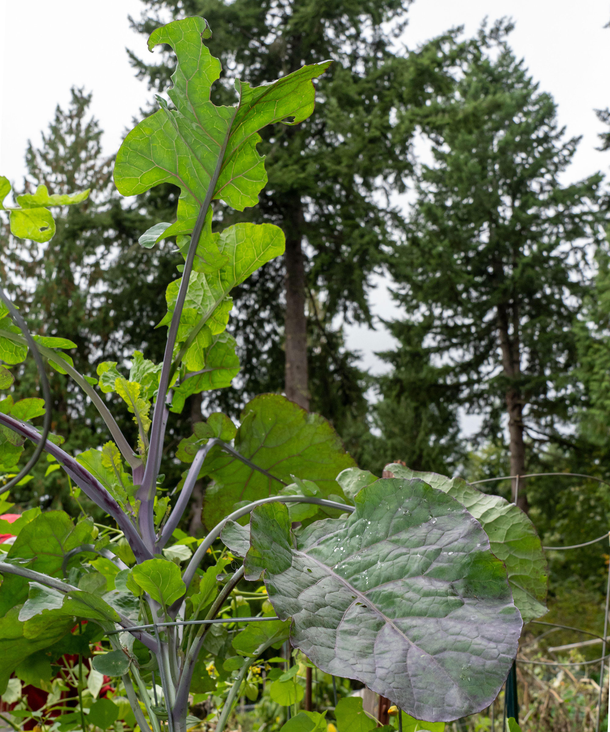 Tree Collards: Complete Care And Growing Guide | Gardening Know How