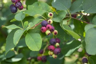 A serviceberry bush