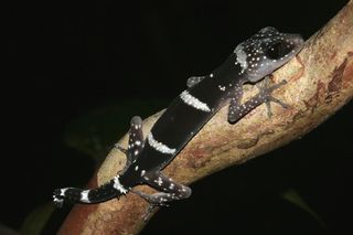endangered gecko
