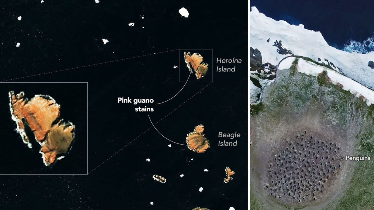 Pink penguin poop on the Danger Islands | Space photo of the day for July 30, 2026