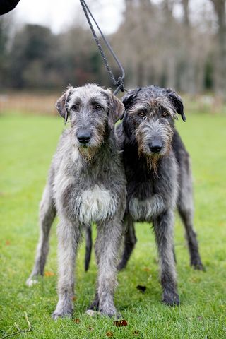 irish wolfhound