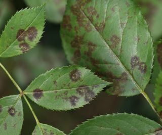 Rose leaves affected by black spot