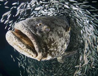 grouper spawning