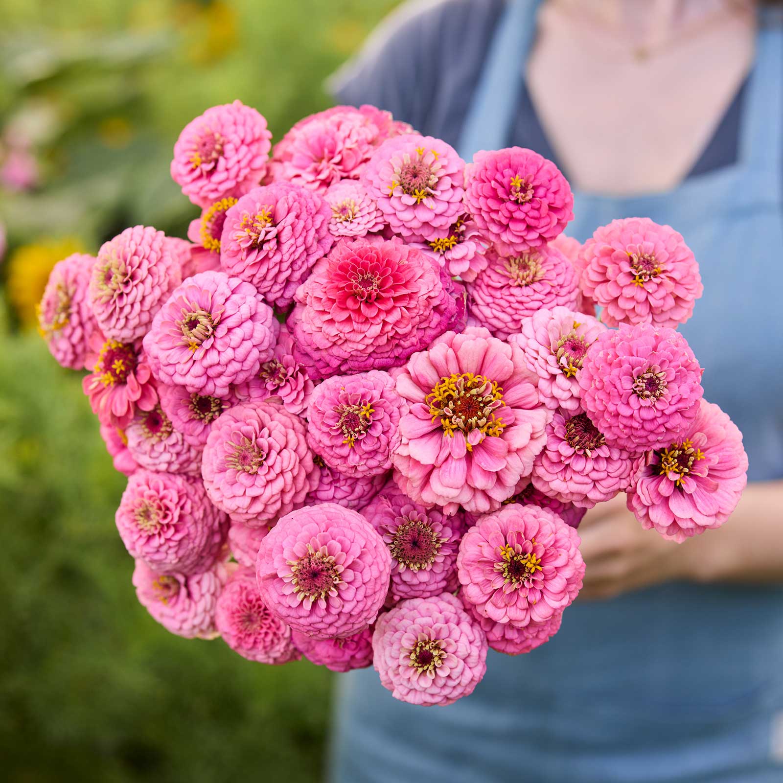 Zinnia Seeds - Oklahoma Pink