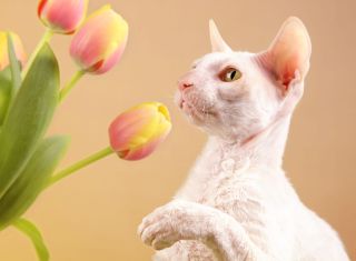 A white Cornish Rex cat playing with some spring tulips.