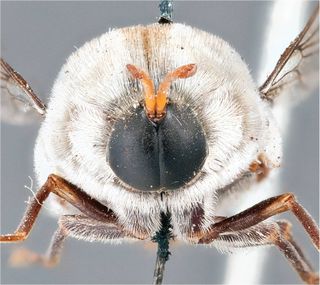 An adult spider fly