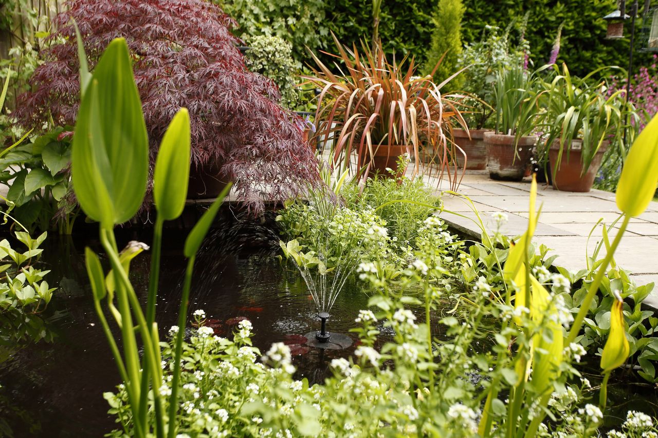 How to build a garden pond showing a pond with a solar powered water fountain