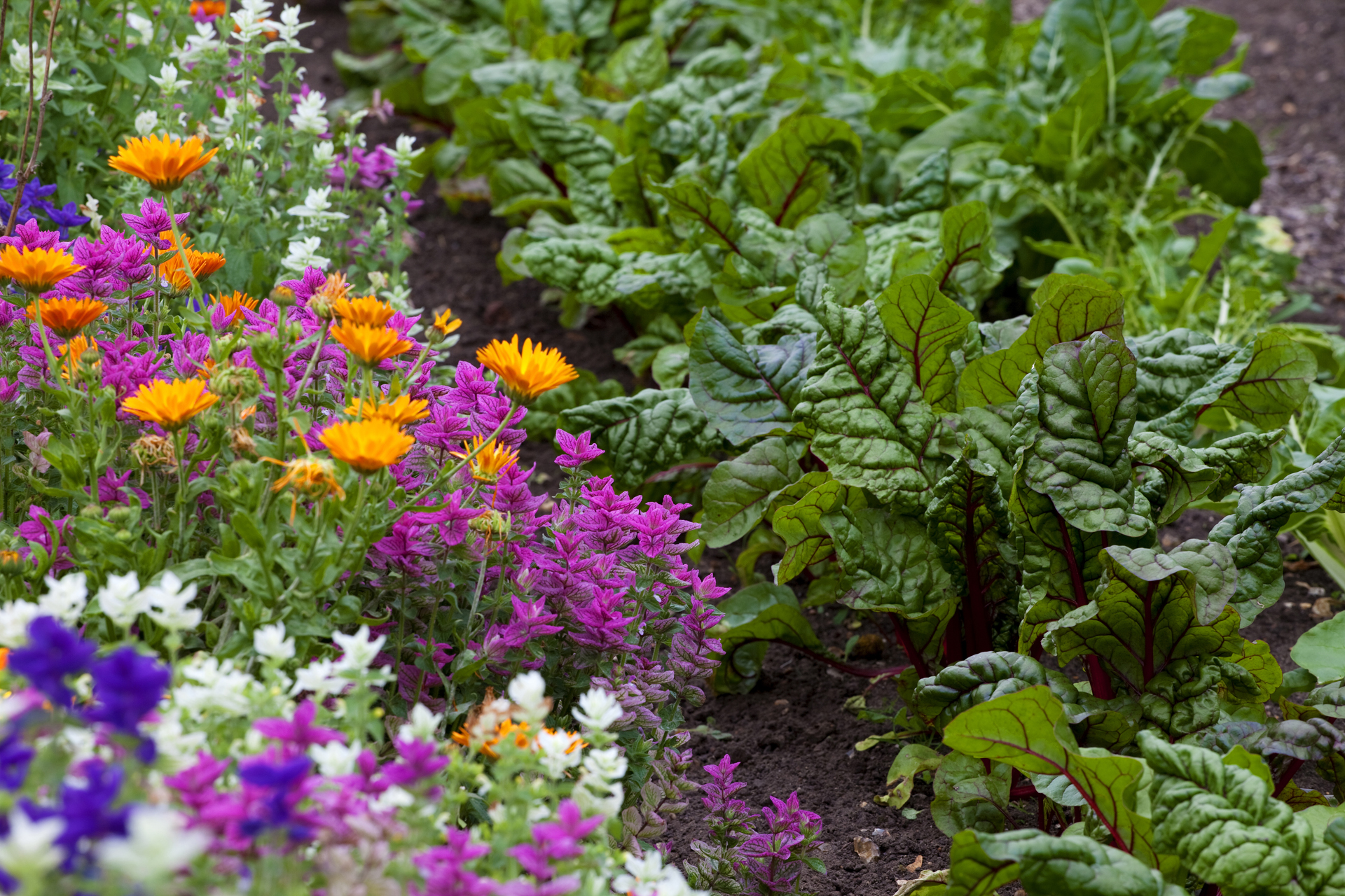 companion planting swiss chard and flowers