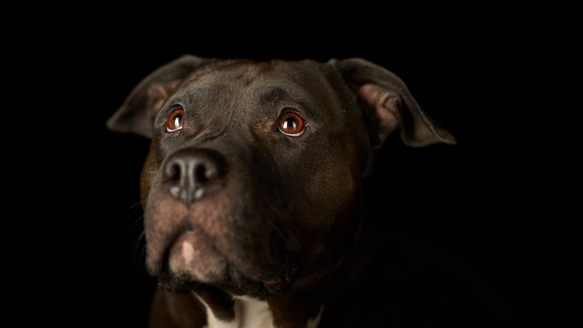 Staffie looking intuitive