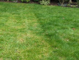 Steve's lawn, with one half showing a successful mow, and the other showing the original long grass