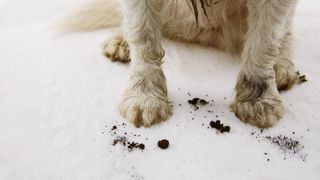 white carpet with muddy dog