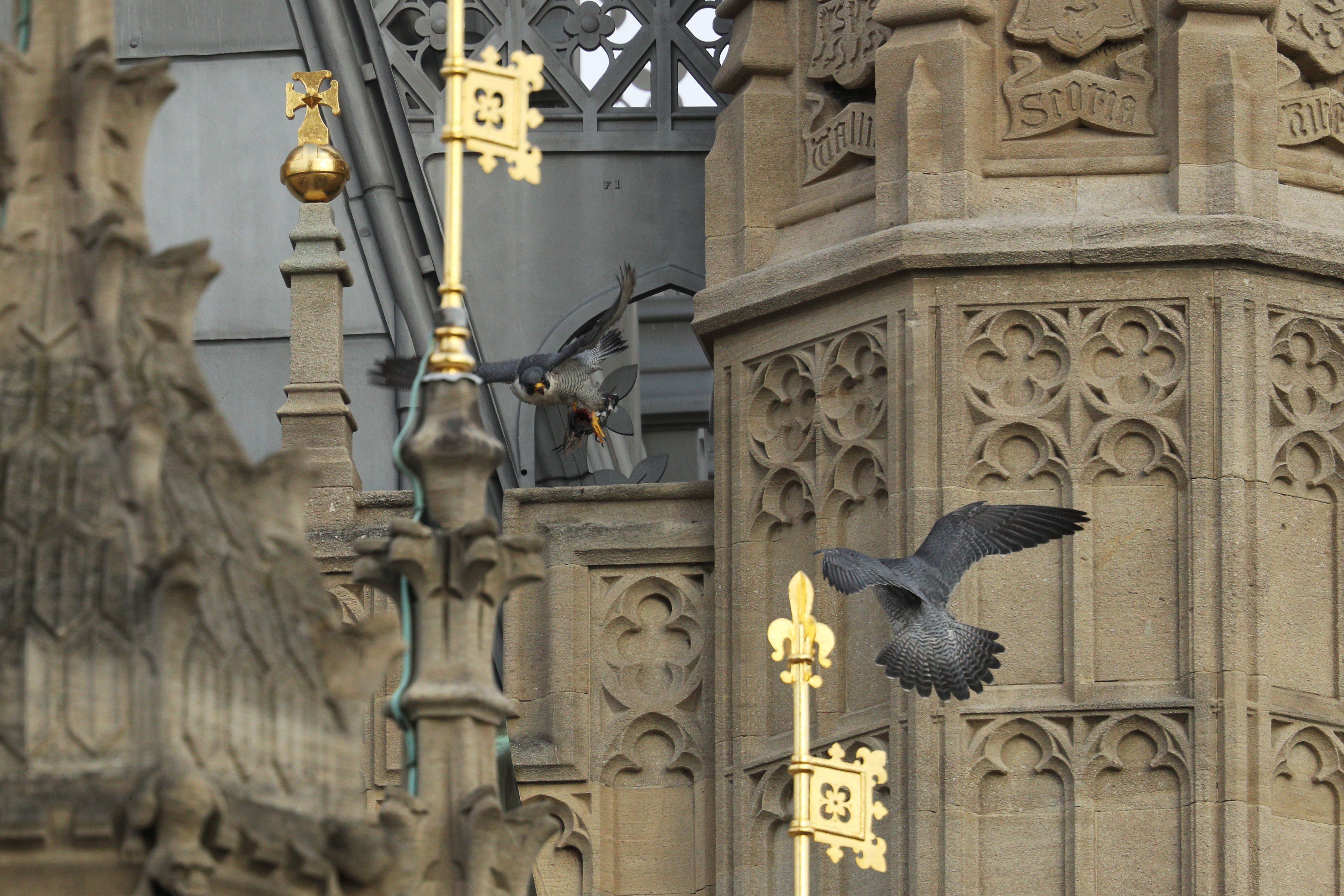 Two peregrine falcons fight over a pigeon carcass on the roof of the Houses of Parliament