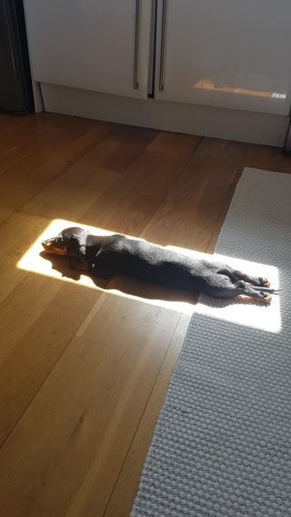 dog sunbathing