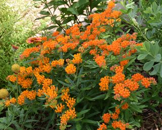 Fiori arancioni brillanti di Asclepias tuberosa (Erbaccia a Farfalla) con una farfalla monarca che si posa su di essi.