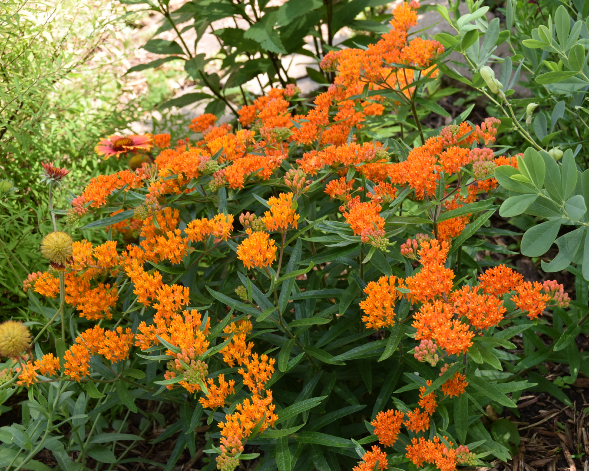 Butterfly weed blooming in garden
