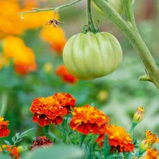 Everybody needs good neighbours: the scent of marigolds helps to repel tomato worm